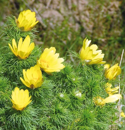 Frühlings-Adonisröschen