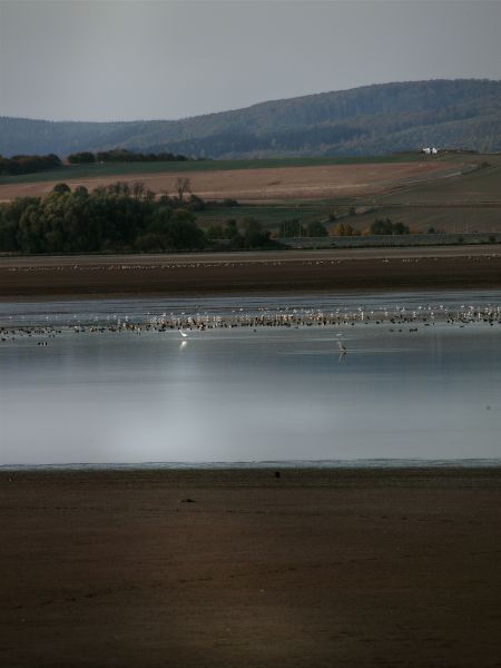 Am Helme-Stausee rasten tausende Vögel